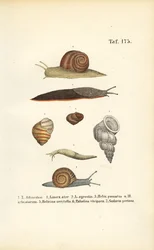 Várias espécies de caracóis