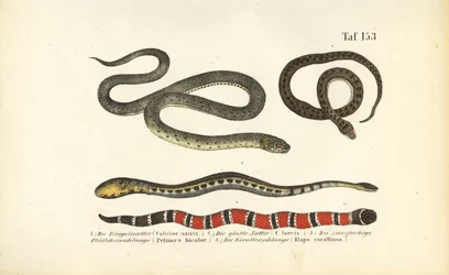 Várias cobras e a cobra coral