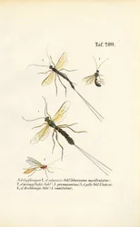 Várias espécies de vespas ichneumon