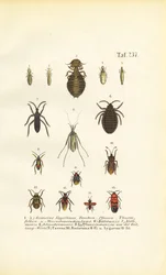 Vários parasitas e insectos verdadeiros