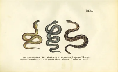 Cobras venenosas: Cobra-da-índia, Fer-de-lance e cascavel-da-madeira