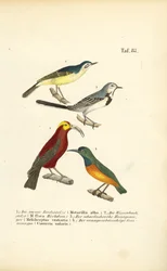 Rabos-de-burro e aves exóticas