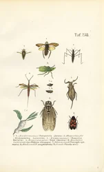 Insectos aquáticos e outros insectos