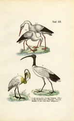 Cegonha branca, colhereiro e íbis-sagrado
