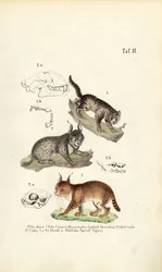 Gatos selvagens com pormenores anatómicos