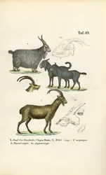 Cabras selvagens e espécies de cabras com pormenores anatómicos
