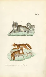 Lobo e raposa com as suas crias