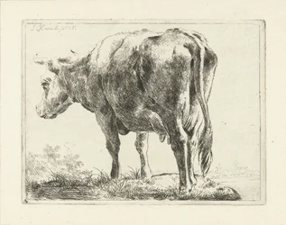 vaca em pé