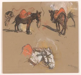 Estudos de burros e uma mula no Grote Markt em Tânger