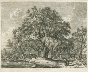 Blithfield - Wych Elm: gravura, 1825