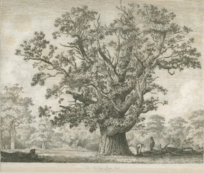 Needwood - Swilcar Oak: gravura, nd [c 1820-1850]