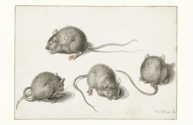 Quatro estudos de um rato doente