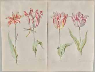 Quatro tulipas