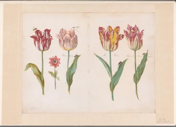 Folha de um livro da Tulipa
Quatro tulipas com insectos e uma flor mais pequena
Conjunto de folhas dobradas marcadas em ambos os lados com túlipas (título da série)