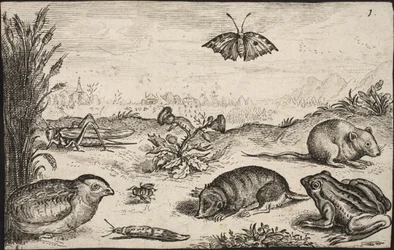 Pequenos animais e insetos: Gafanhoto, borboleta, ratazana, perdiz, abelha, caracol, toupeira e sapo.