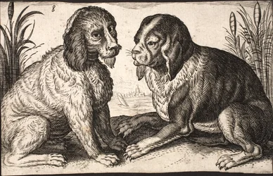 Dois cães à beira do lago