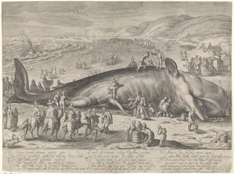 Baleia encalhada perto de Berckhey, 1598