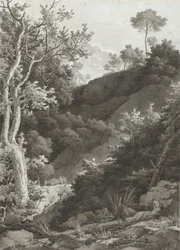 Ladeira florestal de montanha