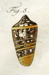 Ilustração do Conus Ammiralis (subespécie Summus), 1790 (gravura colorida à mão)
