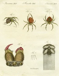Ilustração de aranhas, 1790 (gravura colorida à mão)