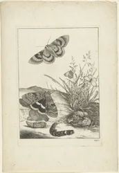 Borboletas, lagarta e casulo