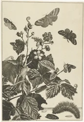 Rosa selvagem com lagartas e borboletas