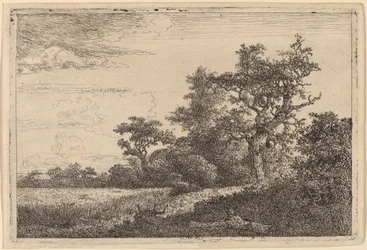 Campo de grãos na borda de uma floresta (campo de milho)