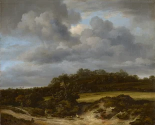 O campo de milho