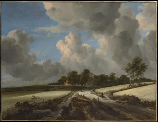 Campos de trigo