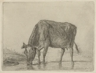 Bebida de vaca