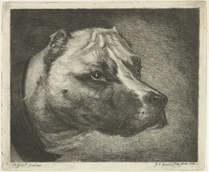 Cabeça de cão com coleira