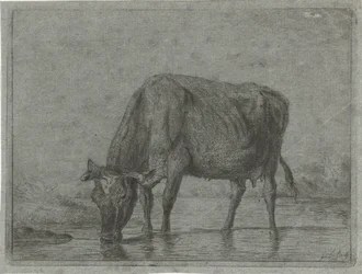 Vaca bebendo de uma poça