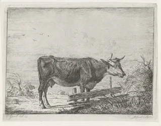 Vaca, ao pé de uma vedação