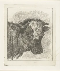 Cabeça de uma vaca com carenagem branca