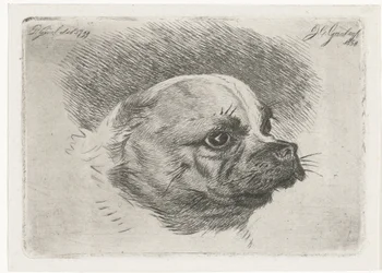 Cabeça de um pug