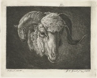 Cabeça de um carneiro com chifres tortos