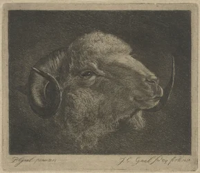 Cabeça de um carneiro com chifres voltados para trás