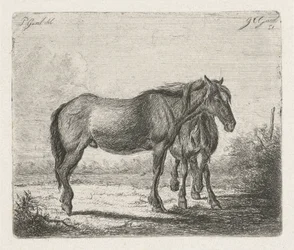Dois cavalos