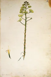 Flor de planta do século (Agave americana) por Jacopo Ligozzi