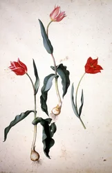 Herbário: Tolipa Gesaeriana
