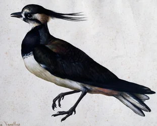 Tringa vanellus (Lapwing) por Jacopo Ligozzi (1547-1627)