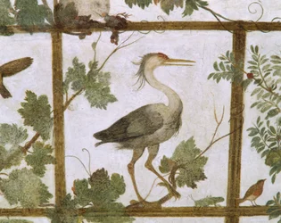 Íbis, de um fresco de um aviário na Villa Medici, c.1576-77