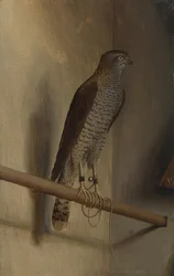 Um falcão pardal. 1510s