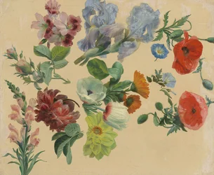 Estudos de flores de verão