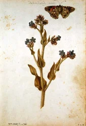 Anchusa officinalis com Borboleta Pintada, c.1568