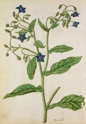 Borragem: Borago officinalis, c.1568, por J.le Moyne de Morgue (c.1530-88)