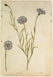 Centáurea: Centaurea cyanus, c.1568, por J.le Moyne de Morgues (c.1530-88)