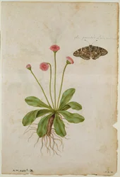 Margarida: e Borboleta Dama Pintada, c.1568, de J. le Moyne de Morgues (c.1530-88)