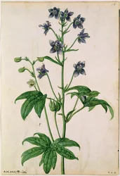 Delphinium: Staphisagria (Stavesacre), c.1568, por J. Le Moyne de Morgues (d.1588)