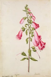 Dedaleira: Digitalis purpurea, c.1568, por J.le Moyne de Morgues (c.1530-88)